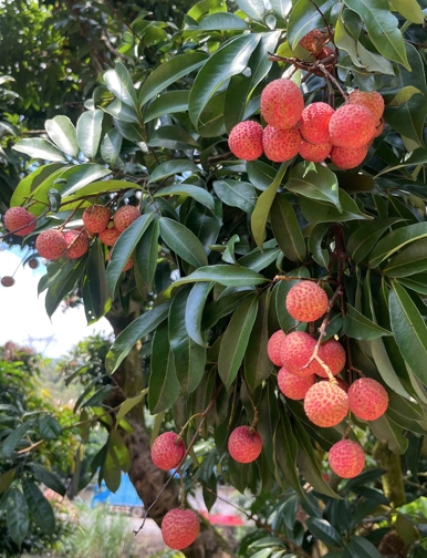 Sihai Lychee Culture festival