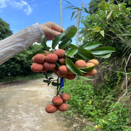 Welcome to Litchi Festival